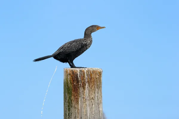 Pelerin cormorrant — Stok fotoğraf