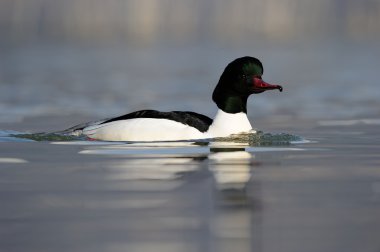 ortak merganser