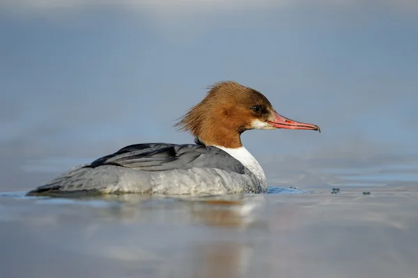 Ortak merganser — Stok fotoğraf