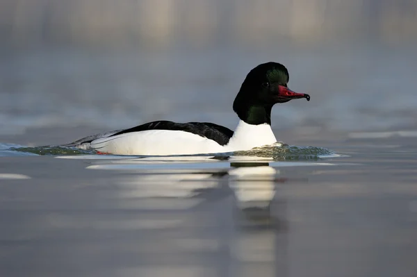 Gemensamma merganser — Stockfoto