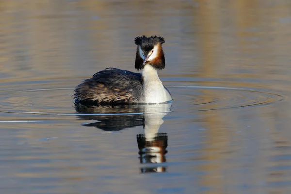 Gran Grebe Crestado — Foto de Stock