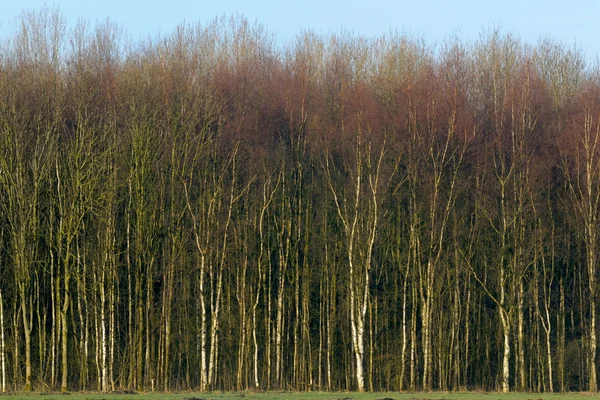 Huş ağaçları göster — Stok fotoğraf