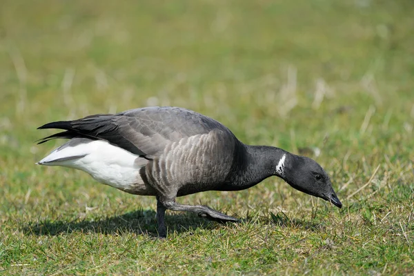 Brent Goose — Stockfoto