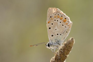 inci heath kelebek