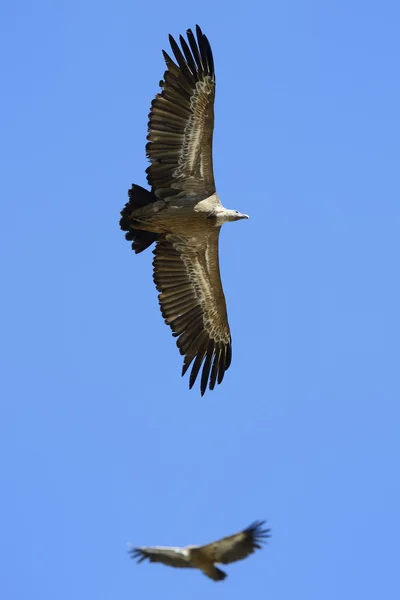 Vale gier — Stockfoto