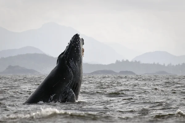 Rorqual à bosse — Photo