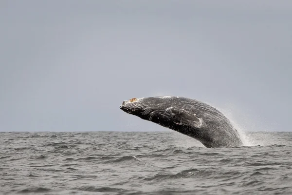 Ballena jorobada — Foto de Stock