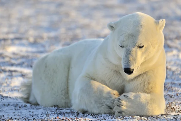 Oso polar — Foto de Stock