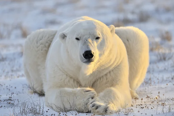 Oso polar — Foto de Stock