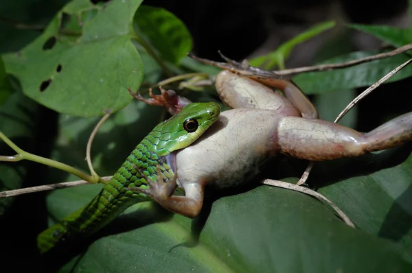 Víbora verde — Foto de Stock