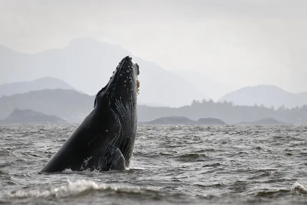 ザトウクジラ ロイヤリティフリーのストック画像