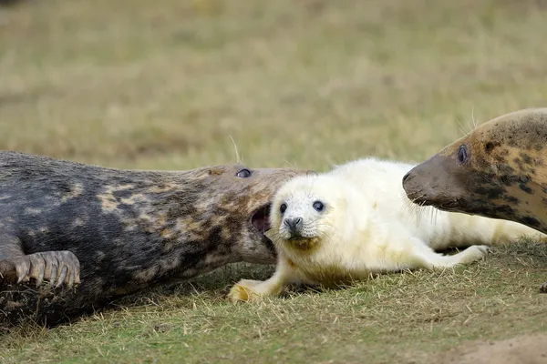 Försegling — Stockfoto