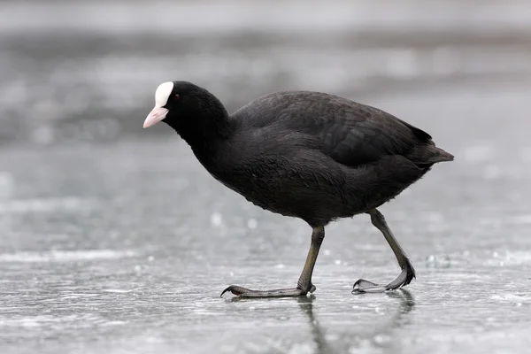 Coot euroasiática — Foto de Stock