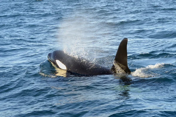 キラークジラ — ストック写真