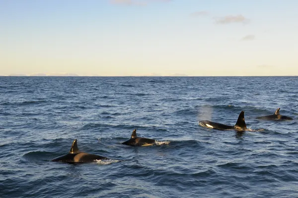 Ballena asesina — Foto de Stock