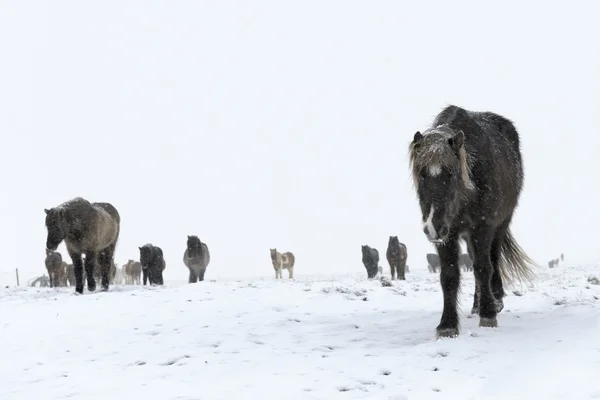 IJslandse paard — Stockfoto