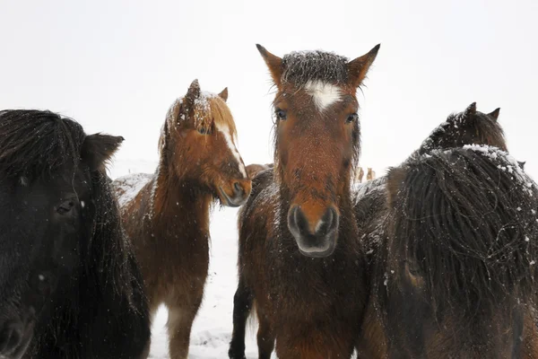 Cavallo islandese — Foto Stock