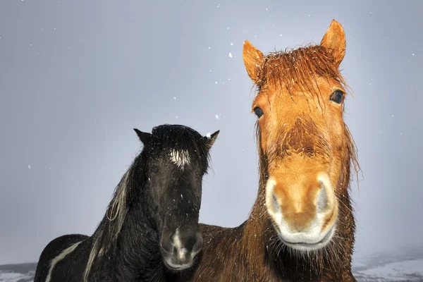 Исландская лошадь — стоковое фото