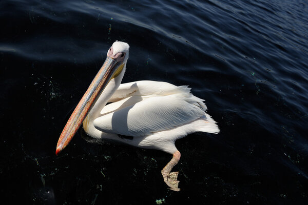 Great White Pelican
