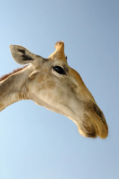 Girafe — Photo