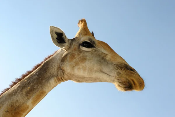 Girafe — Photo