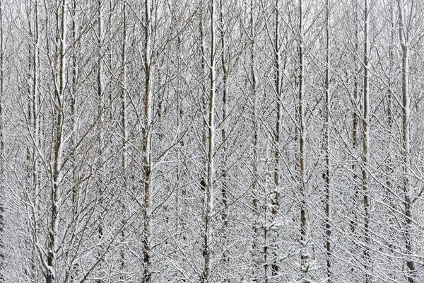 在雪地里的森林 — 图库照片