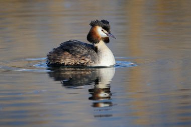 büyük tepeli batağan