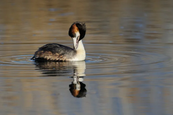 Great Crested Grebe — Stok Foto