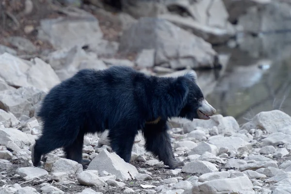 Sloth bear — Zdjęcie stockowe