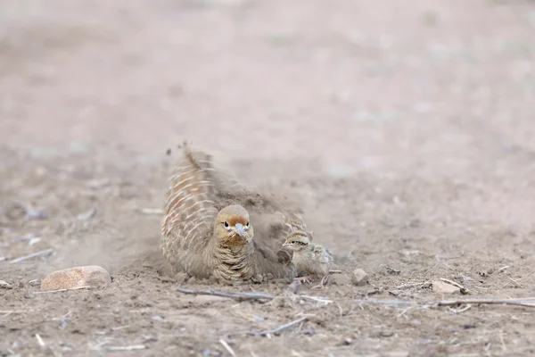 Sandgrouse dipinto — Foto Stock