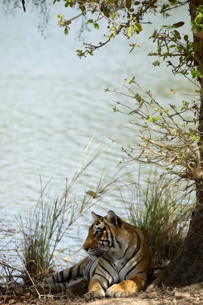 Tigre del Bengala — Foto Stock