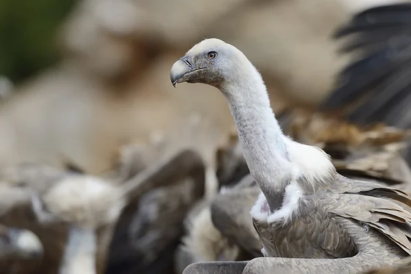 Abutre Griffon — Fotografia de Stock