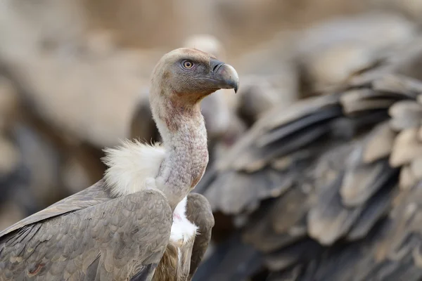 Kızıl akbaba — Stok fotoğraf