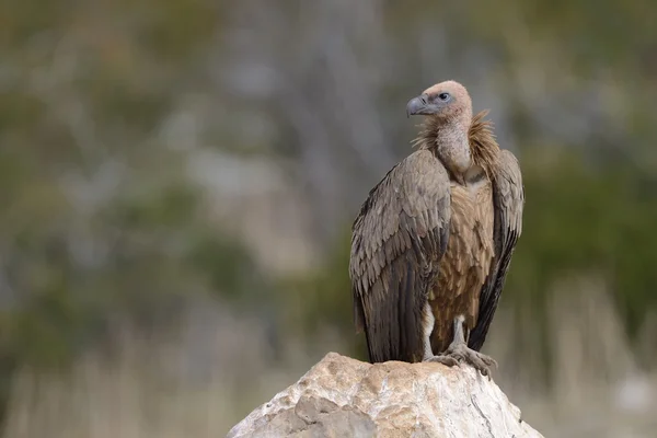 Abutre Griffon — Fotografia de Stock