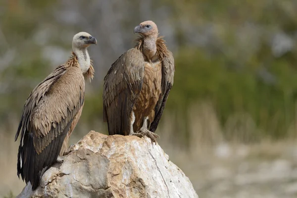 Vale gier — Stockfoto