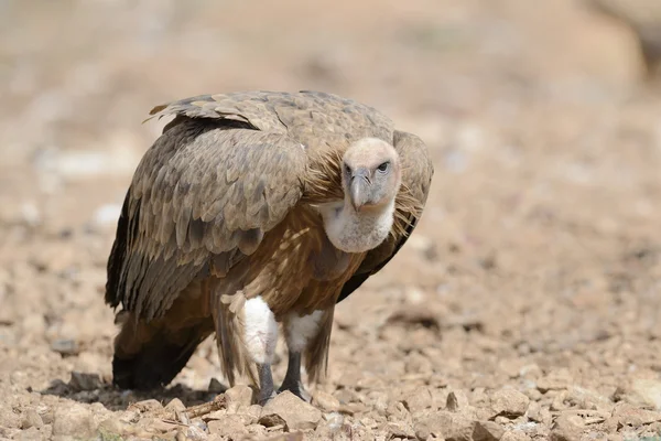 Gänsegeier — Stockfoto