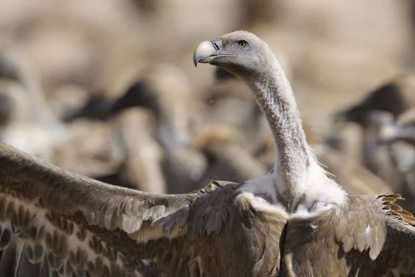 Kızıl akbaba — Stok fotoğraf