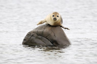 Harbor Seal clipart