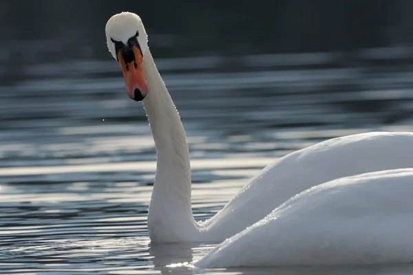Mute Swan — Stock Photo, Image