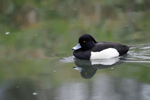 Pato copetudo — Foto de Stock