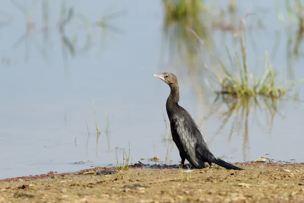 Indian Cormorant — Stok fotoğraf