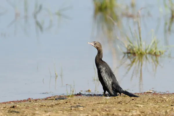 Kormoran indyjski — Zdjęcie stockowe