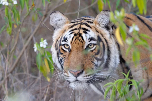 Tigre de Bengala — Foto de Stock