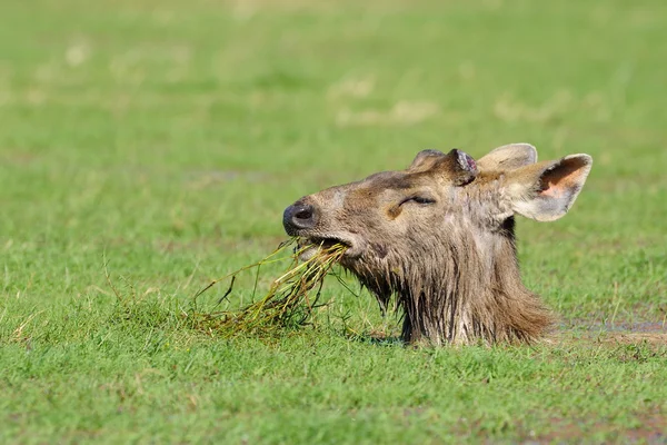 Sambar hjort — Stockfoto