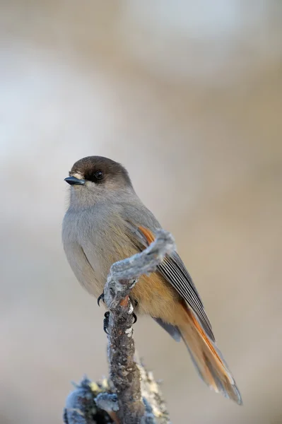 Jay perched on a branch — Stock Photo, Image