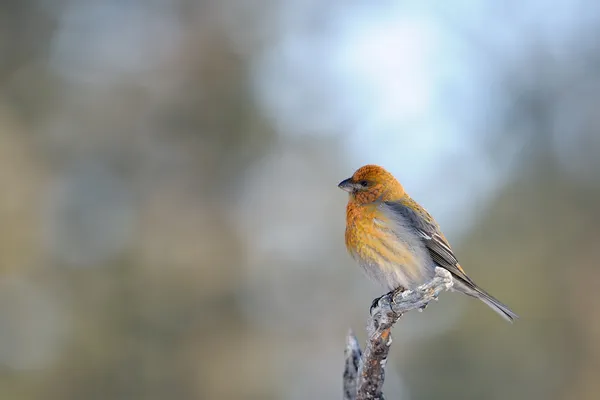 Grosbeak. — Foto de Stock