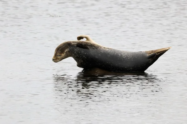 Harbor seal — Stockfoto