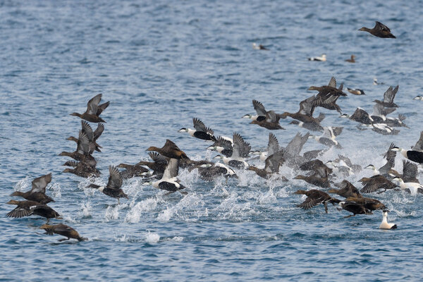 Common Eider