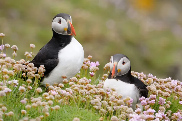 Puffin atlantico — Foto Stock