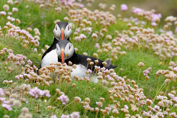 Ατλαντικού puffin — Φωτογραφία Αρχείου